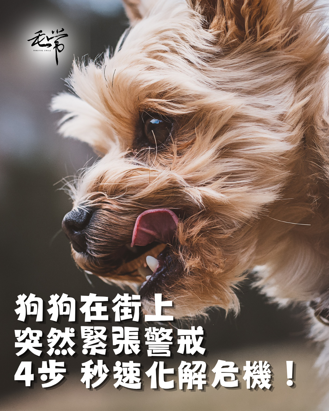 狗狗散步突然緊張警戒 4步秒速化解危機