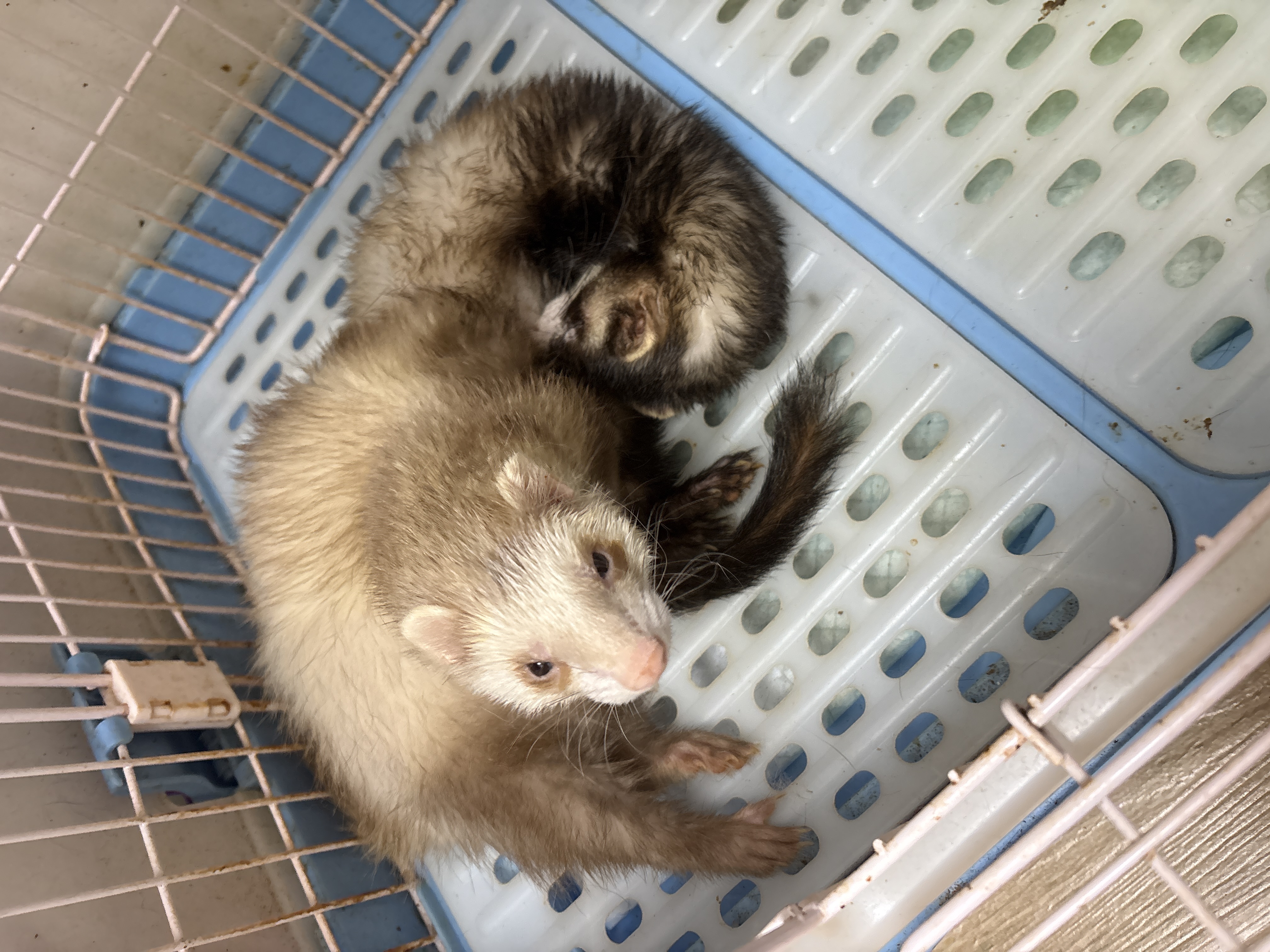貂貂&鼠鼠